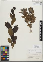 Foto von Salix myrsinifolia Salisb.